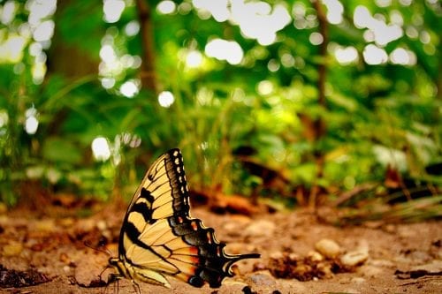 Butterfly