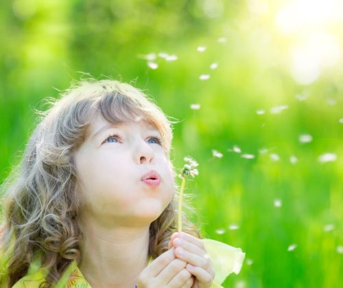 Little girl in the grass plows the seeds of a dandylion