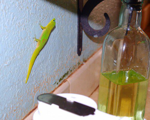 Gecko likes coffee too.