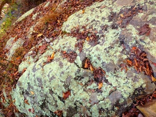 Leaves and Moss on the rock