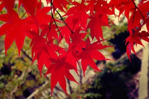 Red Leaves