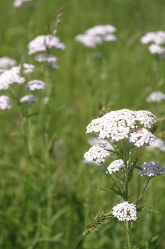 Queen Anne's Lace