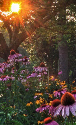 Blooms in the sun