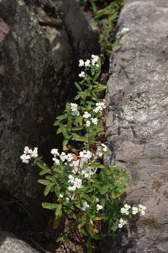 Flowers growing in the rocks