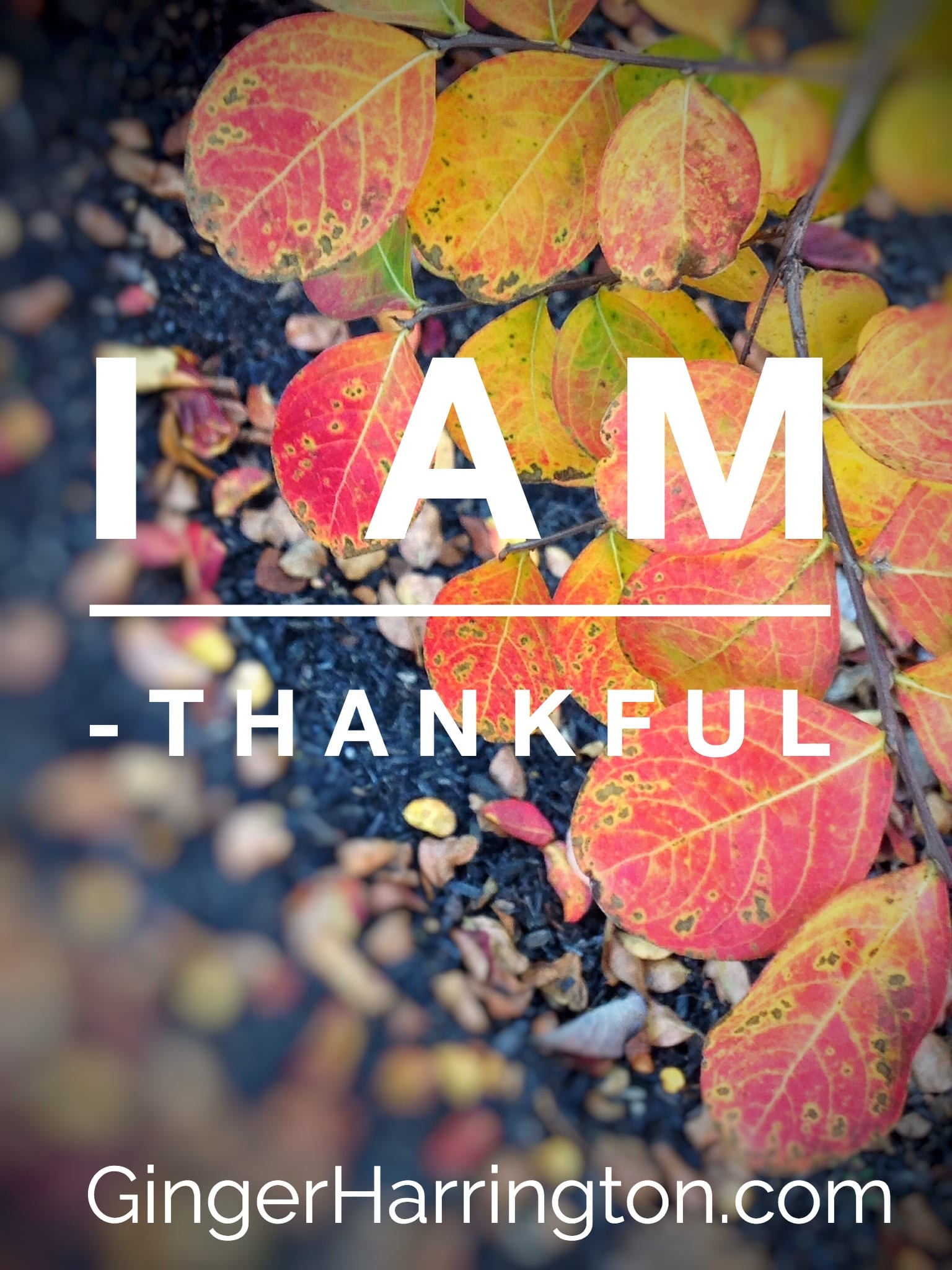 Thanksgiving is More Than a Holiday: A Moment for Gratitude