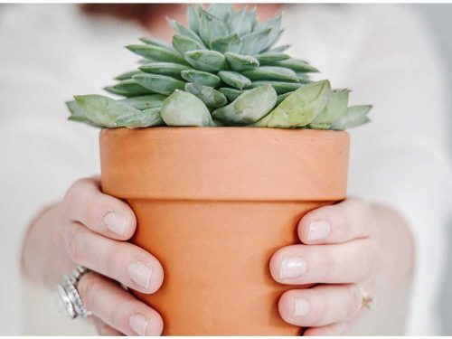 Close up of woman's hands holding out a potted plant to illustrate habits of hope in God's faithfulness.
