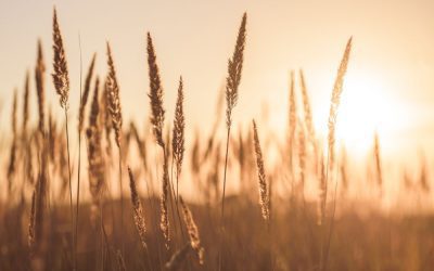 Gratitude in Grief and Trauma: How to Anchor Your Heart